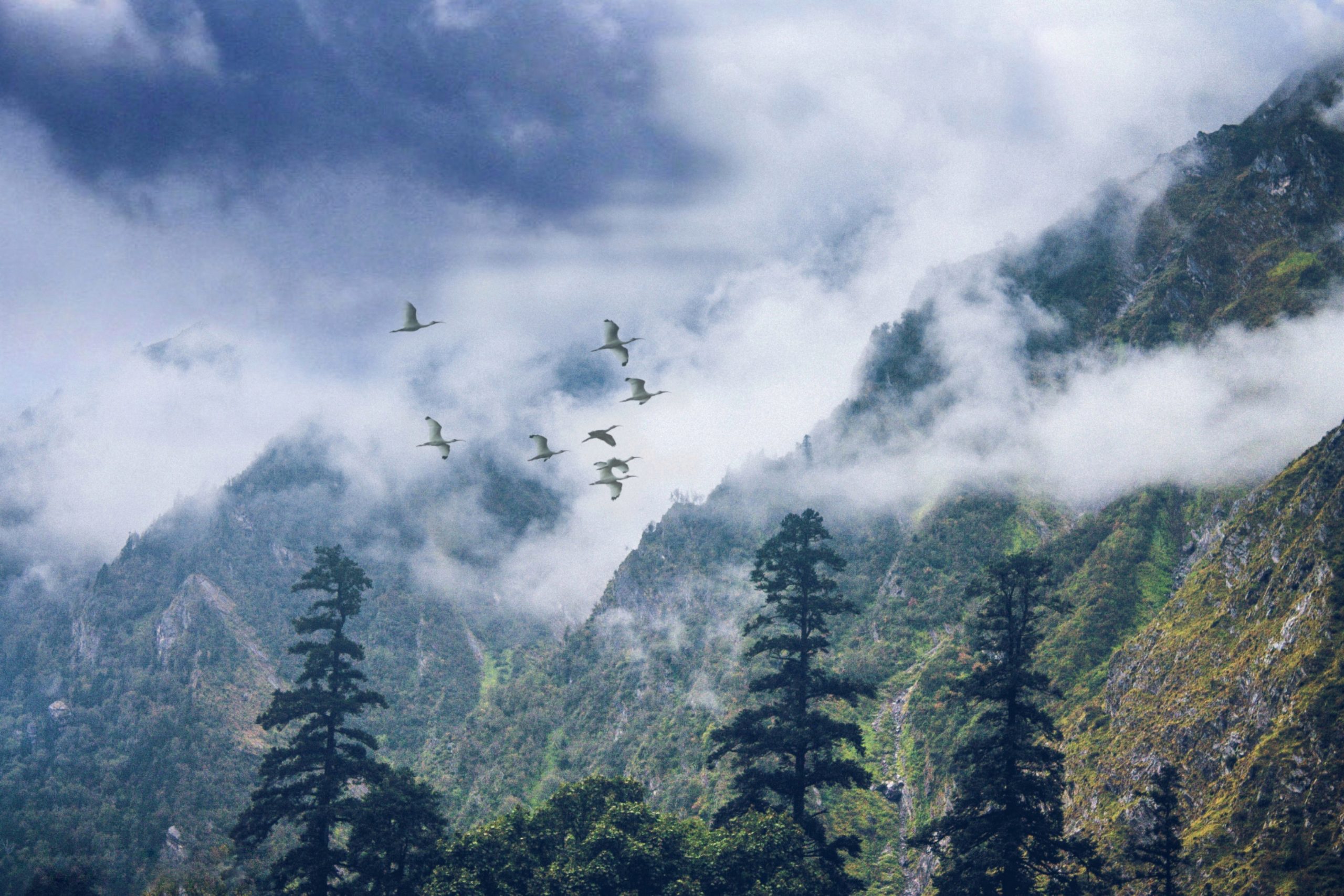 Highland Birding