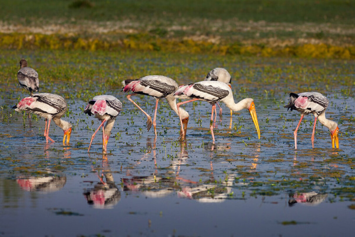 Wetland & Coastal Birding