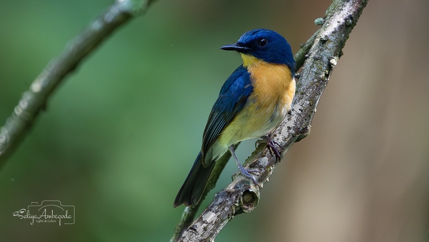 Bird Carousel 12