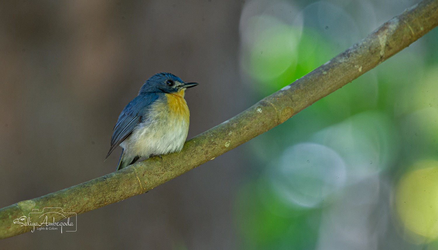 Bird Carousel 16