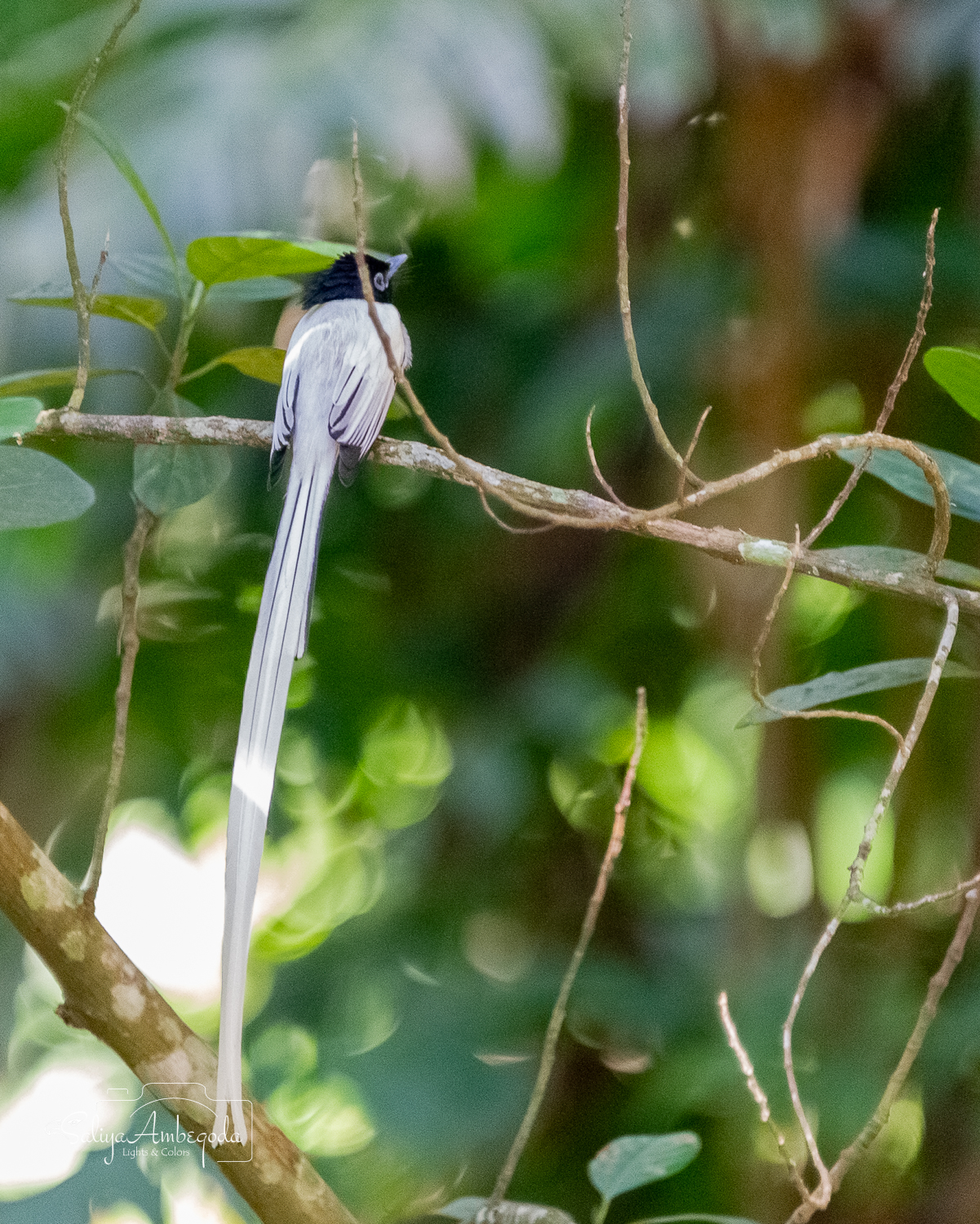 Bird Carousel 28