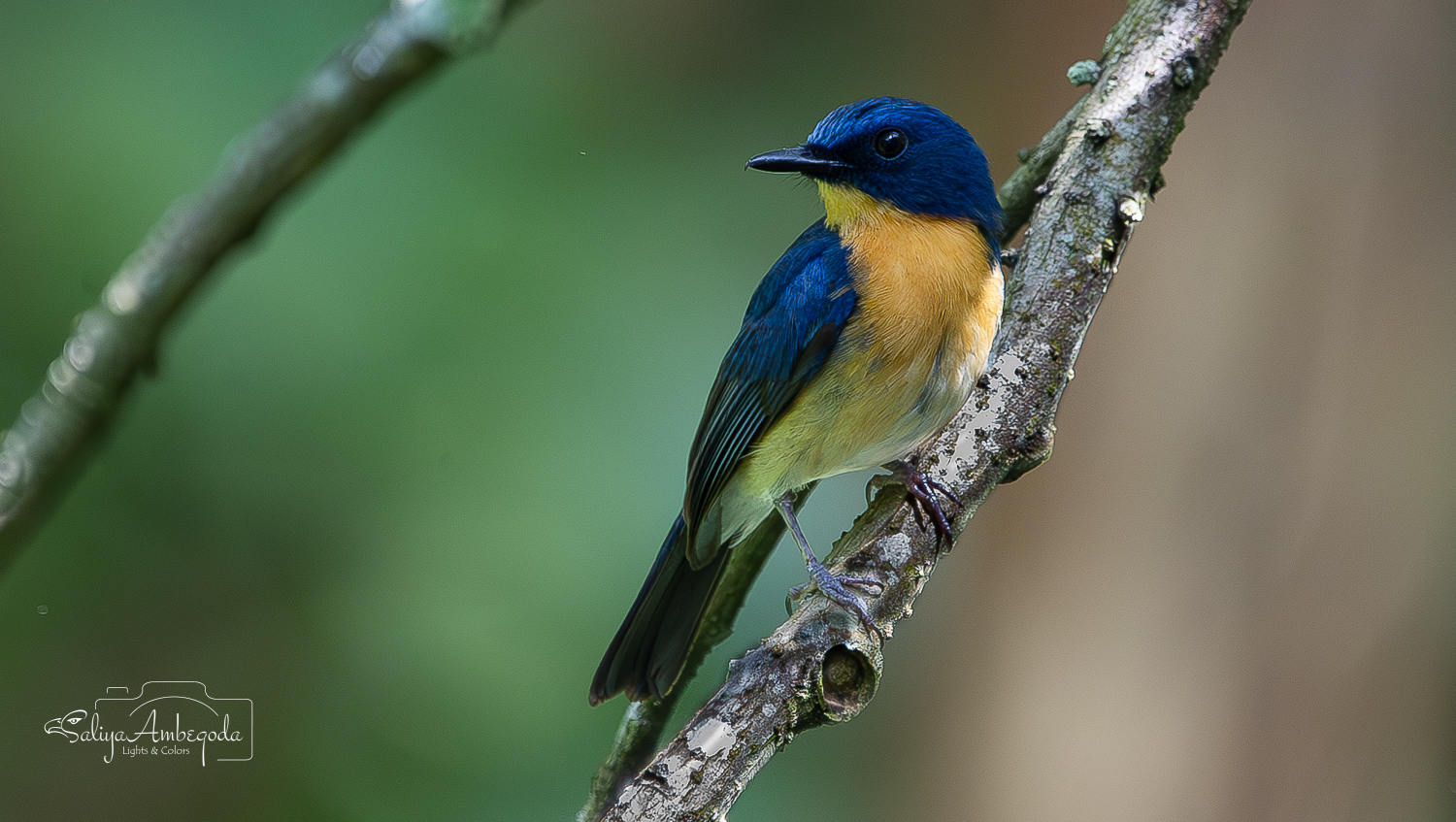Bird Carousel 33