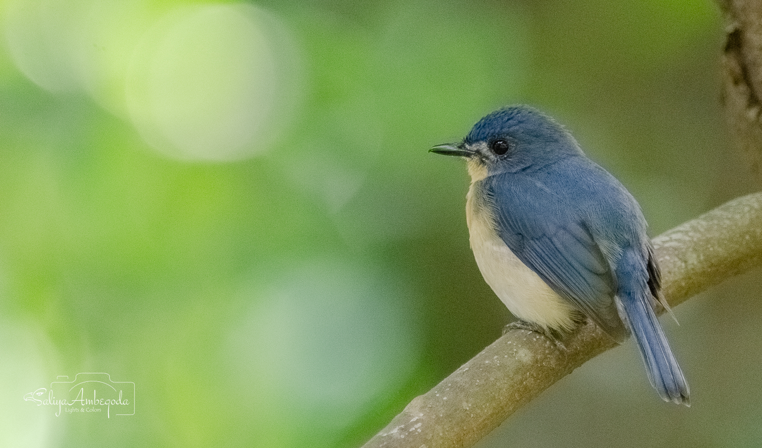 Bird Carousel 36