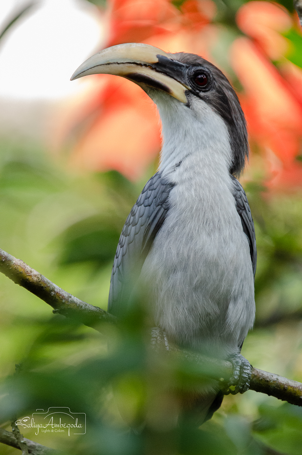 Bird Carousel 37