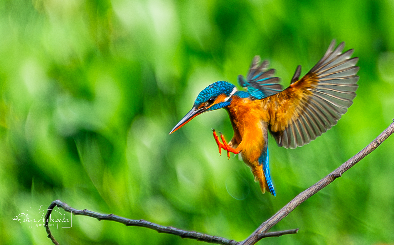 Bird Carousel 4