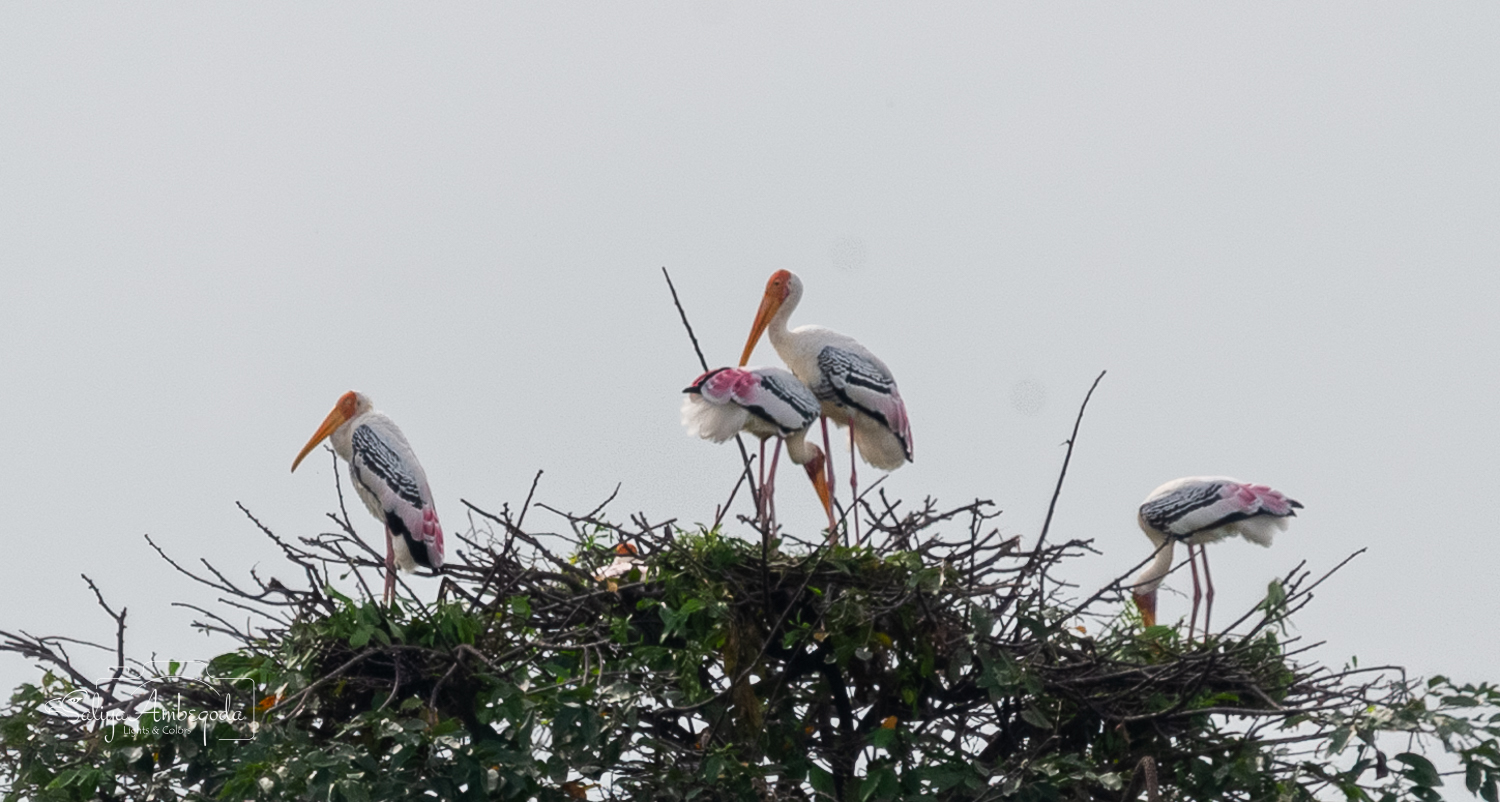 Bird Carousel 42