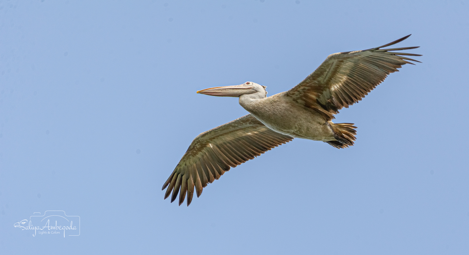 Bird Carousel 46