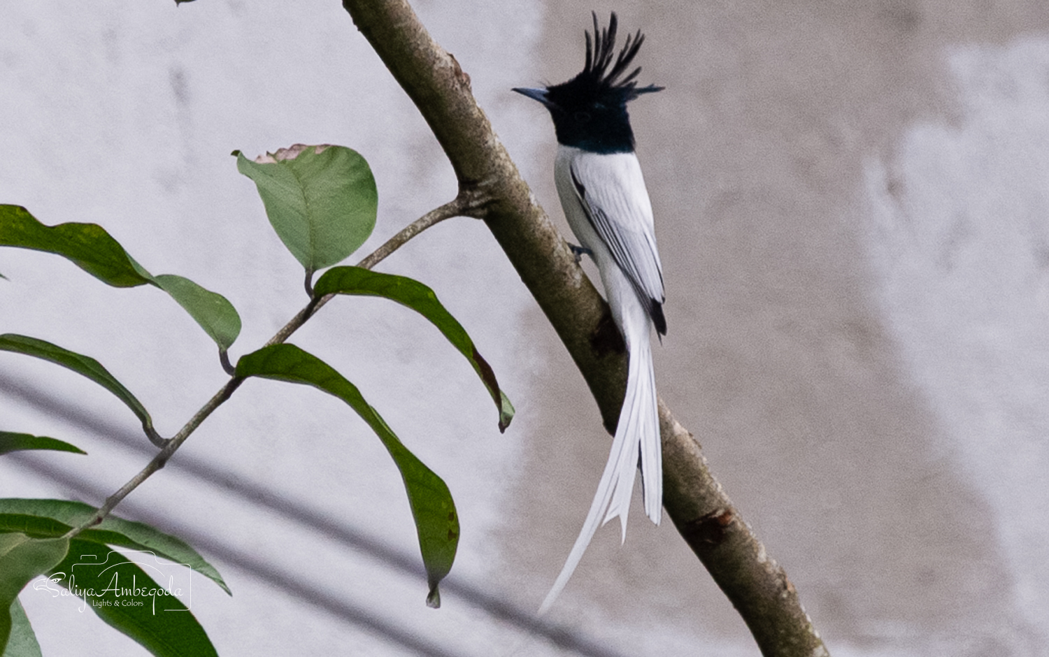 Bird Carousel 49