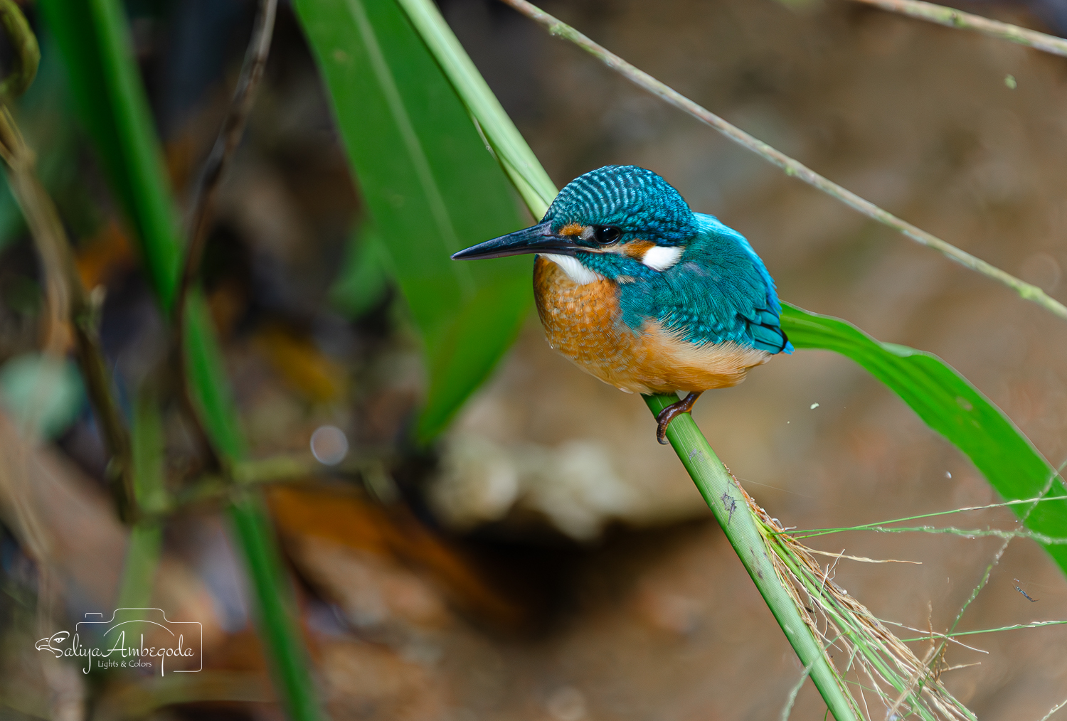 Bird Carousel 5