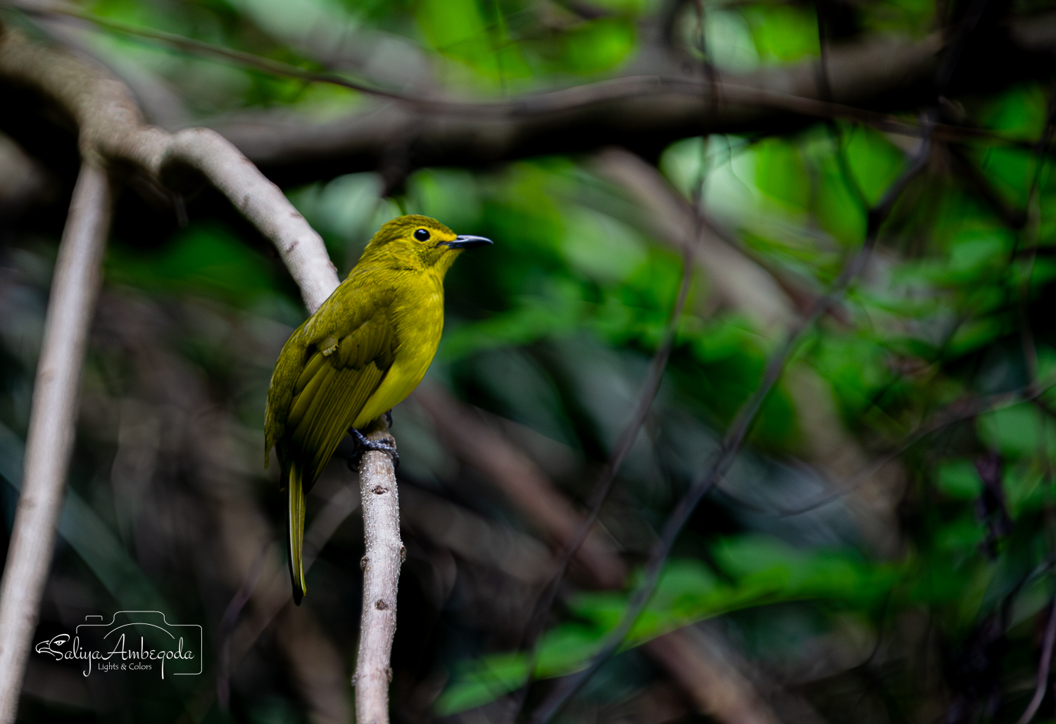 Bird Carousel 52