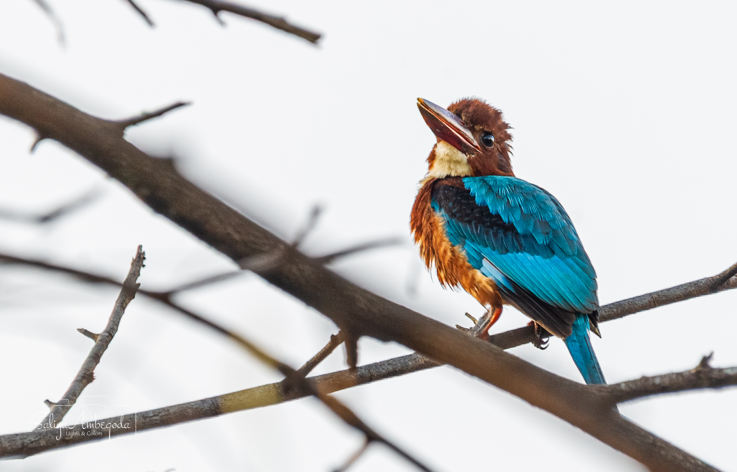 Bird Carousel 6