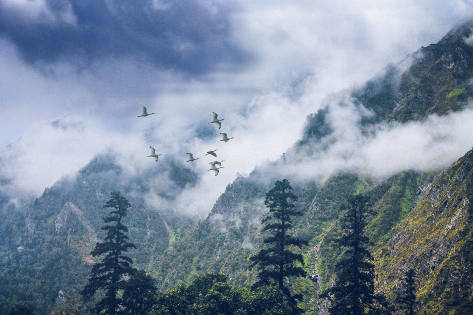 Highland Birding