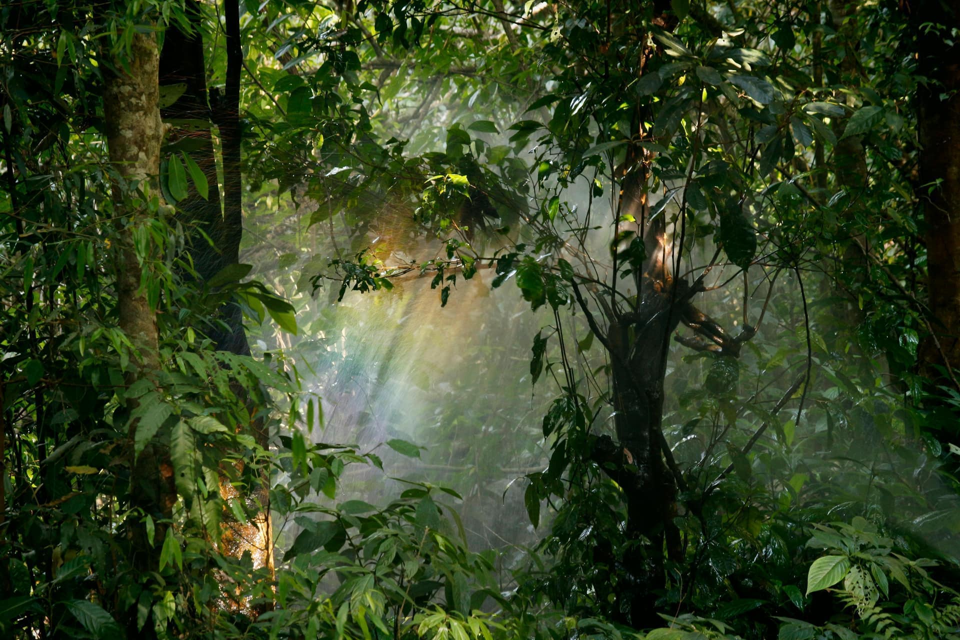 Rainforest Birding
