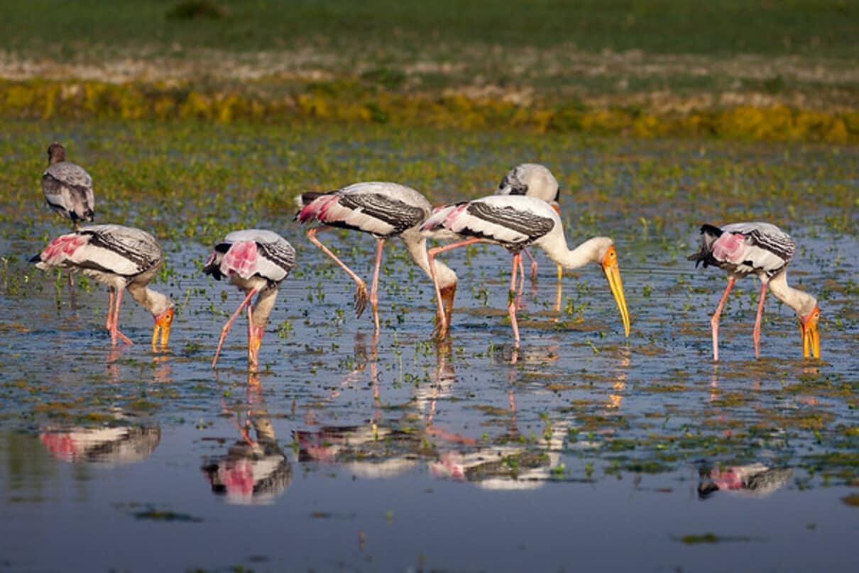 Wetland & Coastal Birding