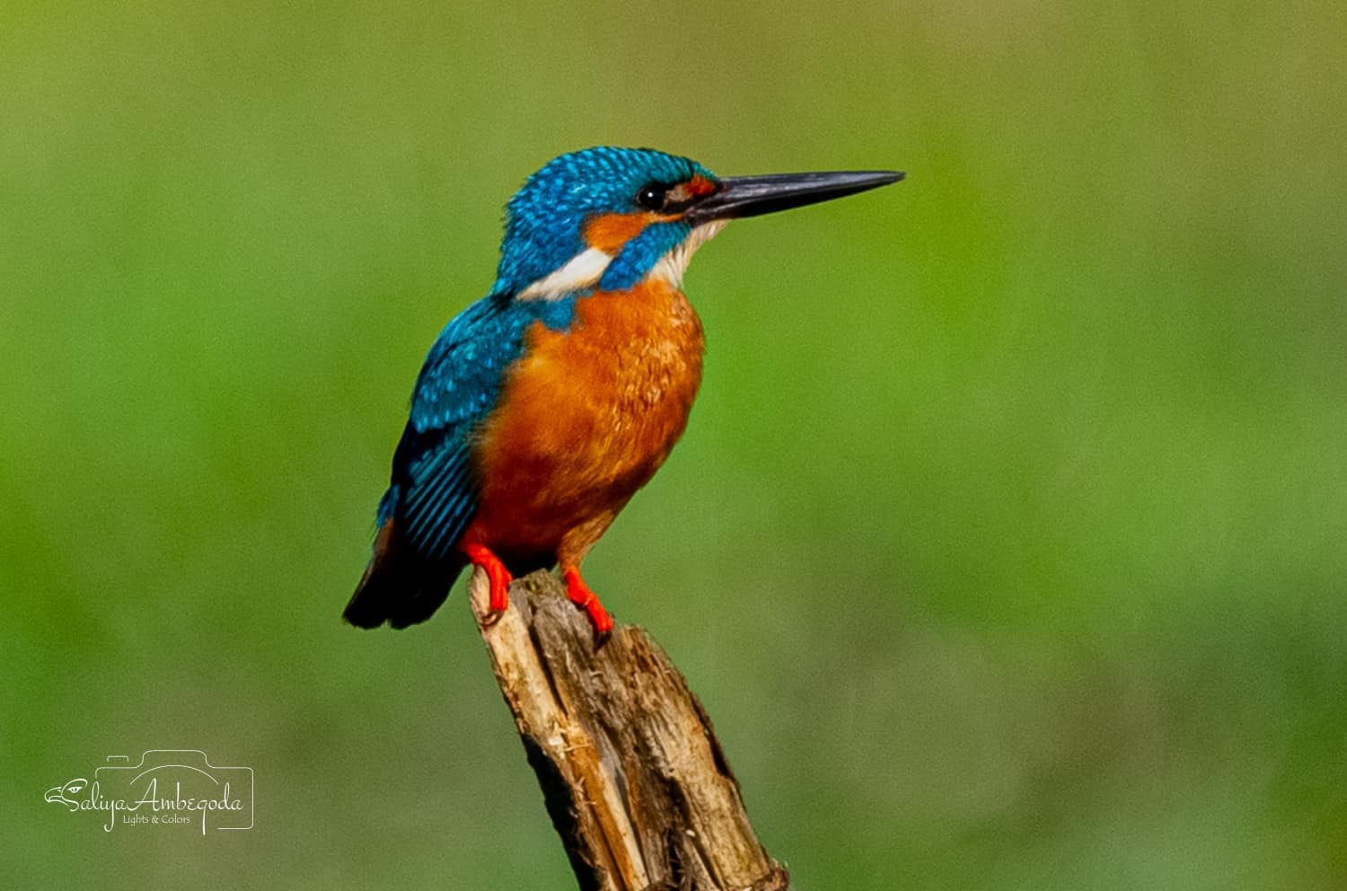 Bird watching photo 1