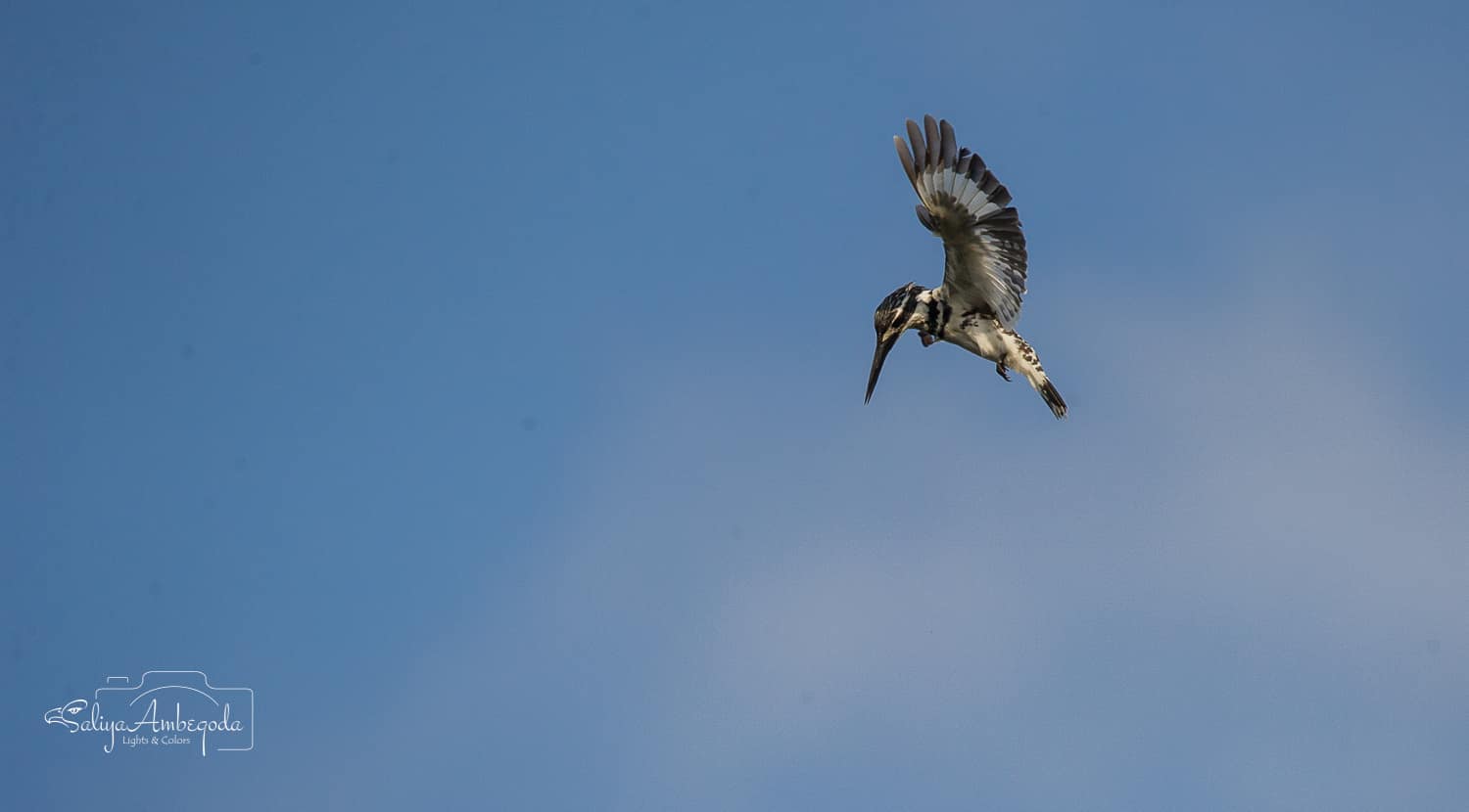 Bird watching photo 10