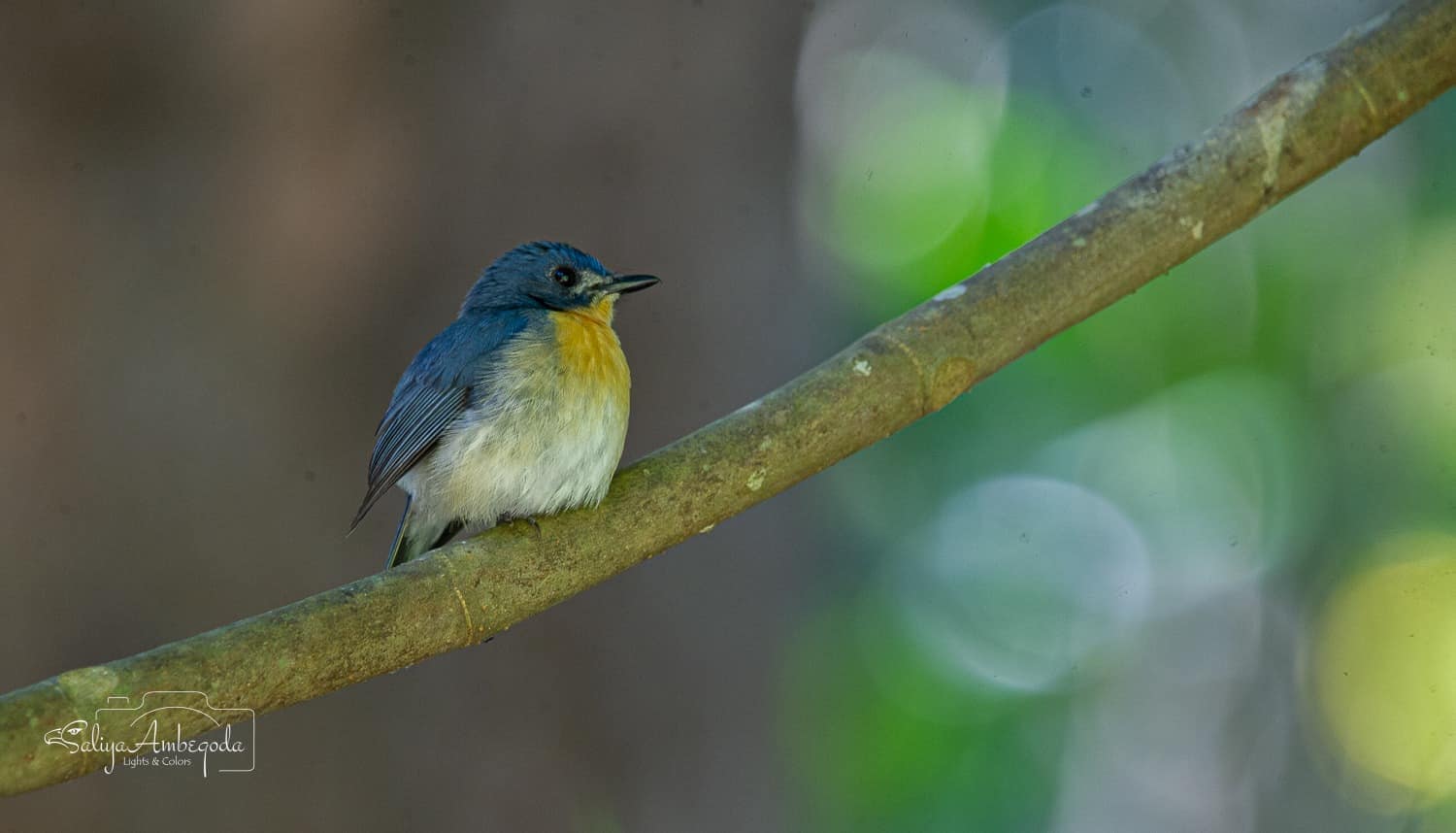Bird watching photo 16