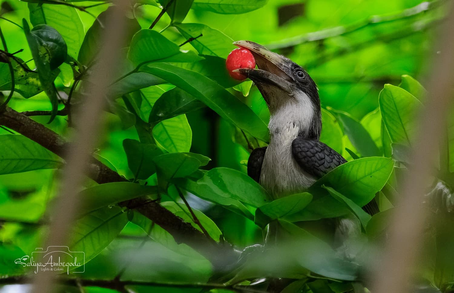 Bird watching photo 18