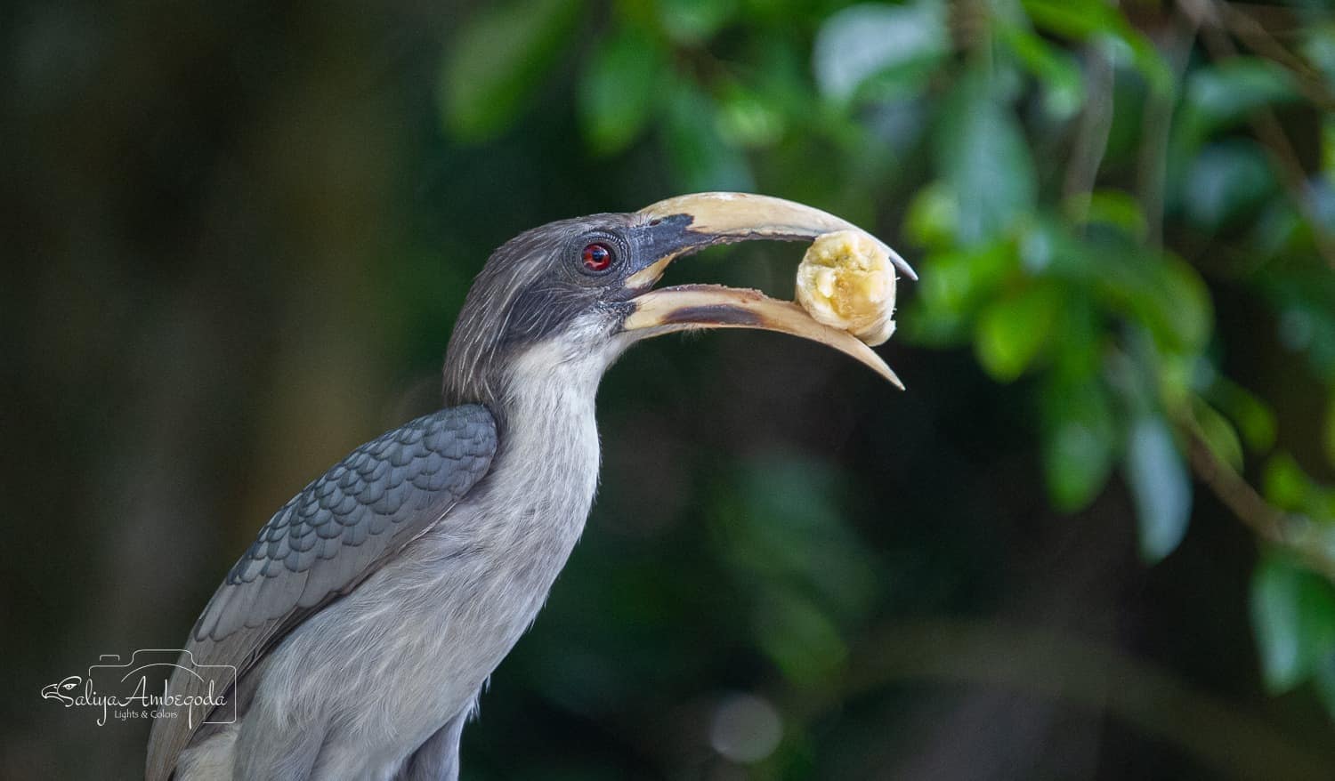 Bird watching photo 19