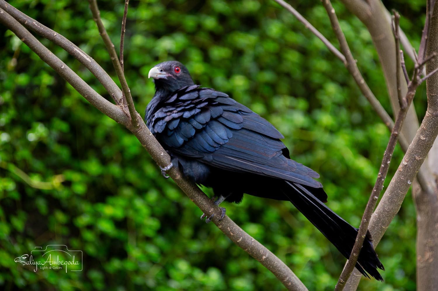 Bird watching photo 22