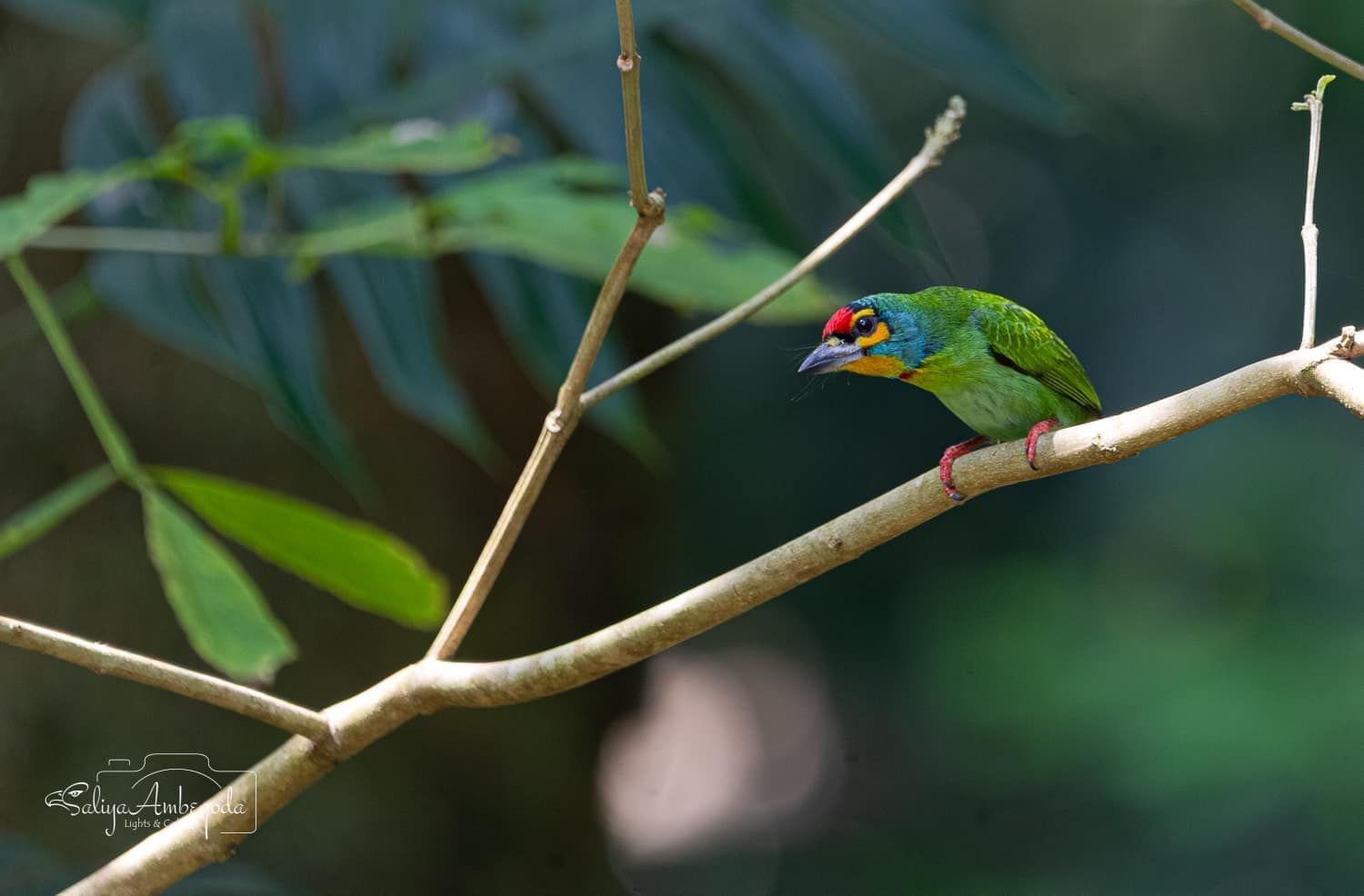 Bird watching photo 29