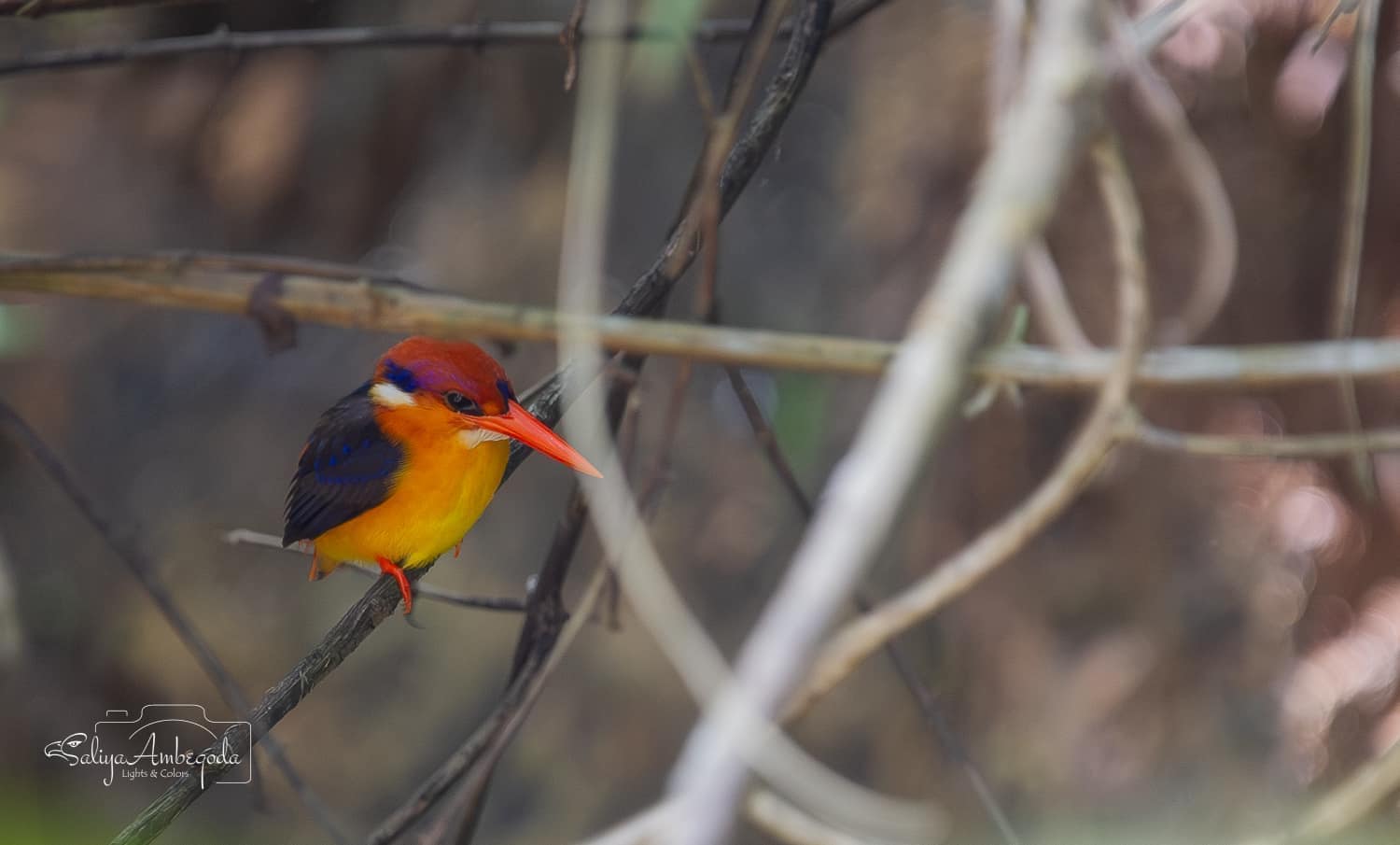 Bird watching photo 3