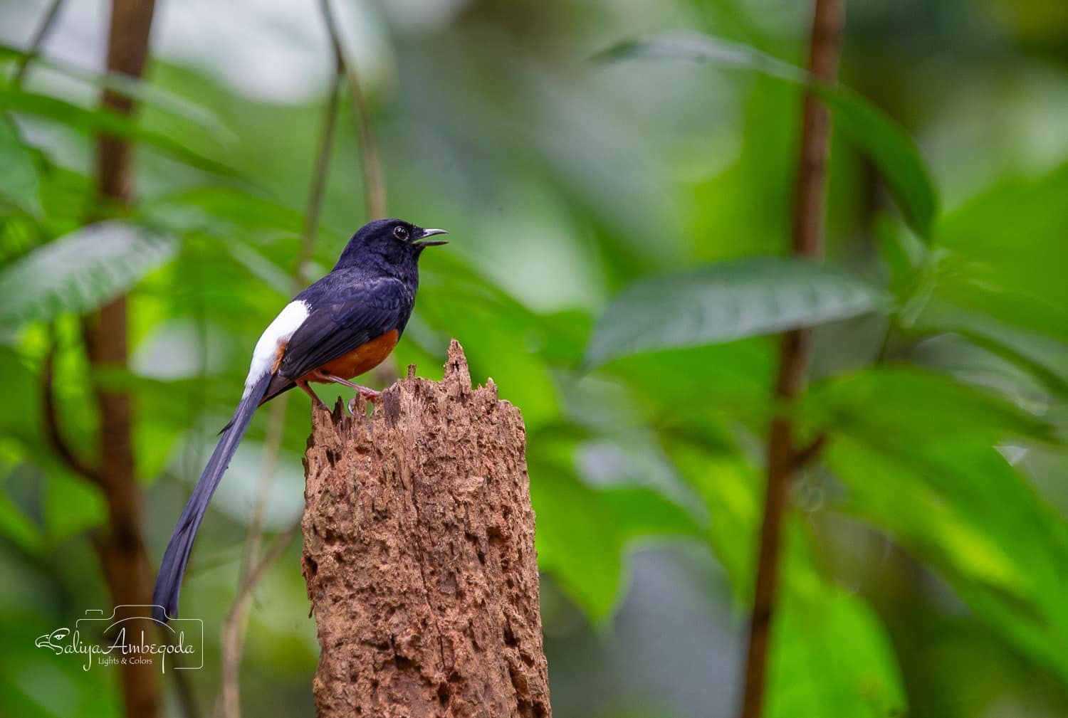 Bird watching photo 30