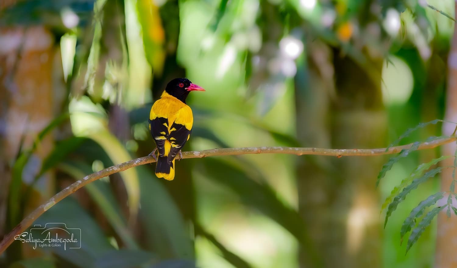 Bird watching photo 32
