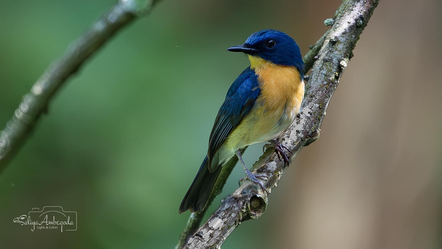 Bird watching photo 33