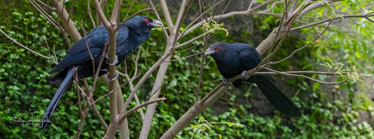 Bird watching photo 44