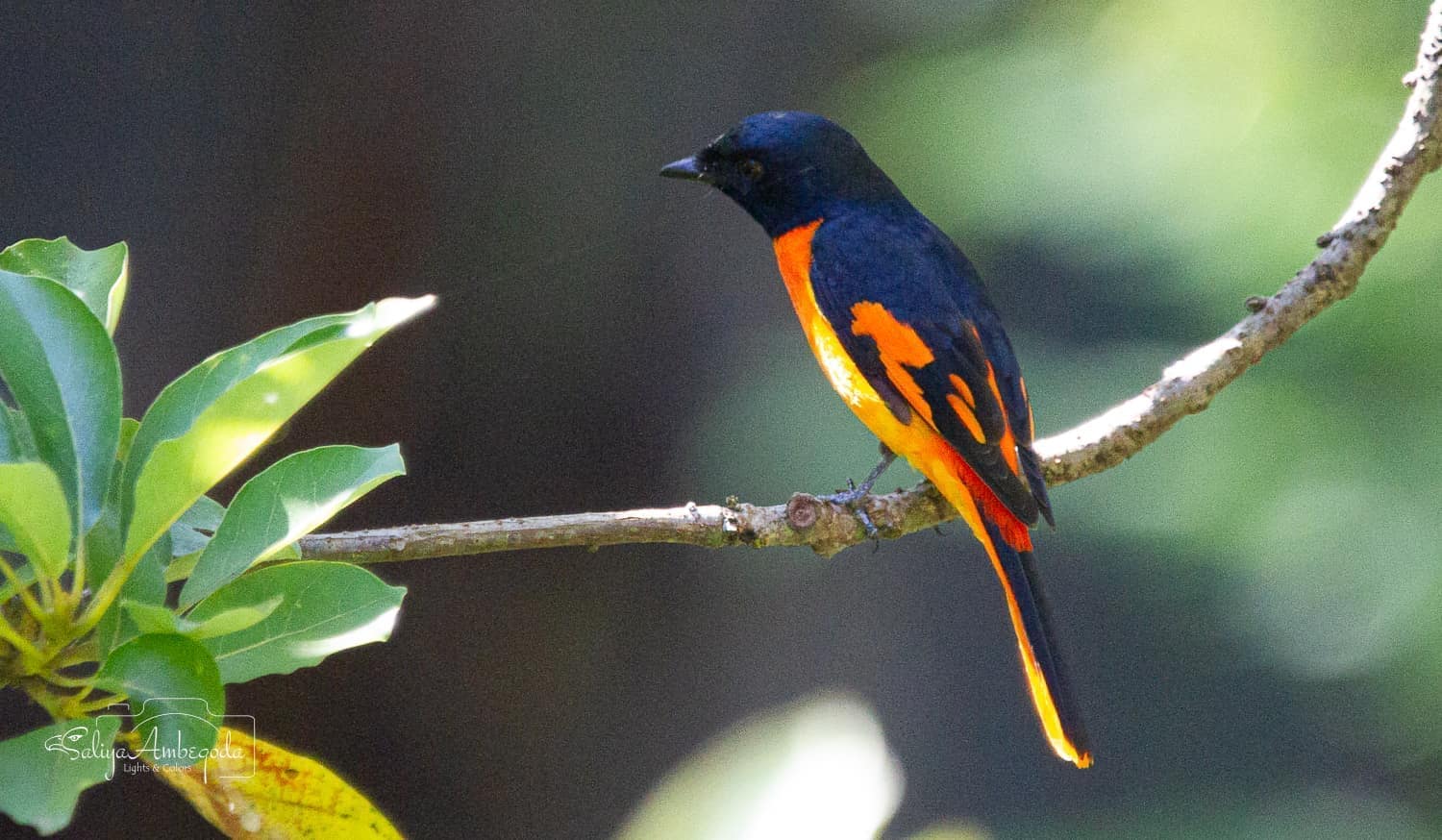 Bird watching photo 48
