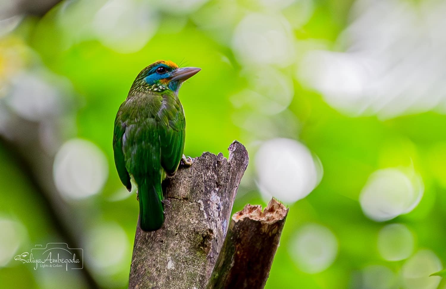Bird watching photo 50